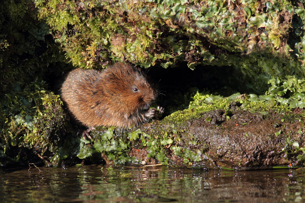 Water Vole 4